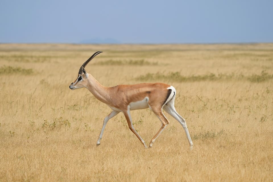 Africa